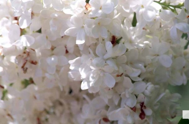 May 31, 2026 Lilac Festival Warkworth1012