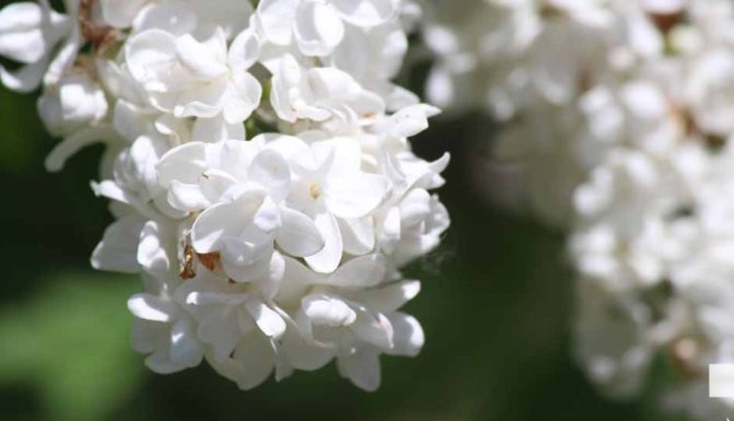 May 31, 2026 Lilac Festival Warkworth1013