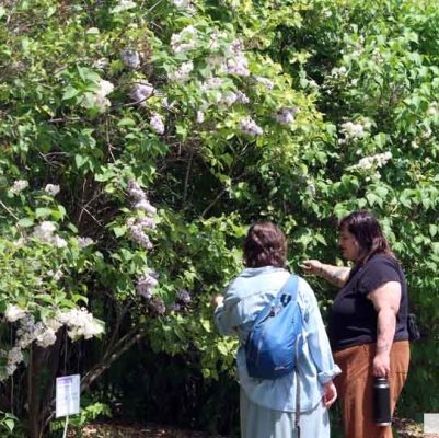 May 31, 2026 Lilac Festival Warkworth1014