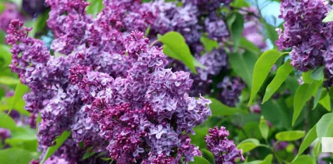 May 31, 2026 Lilac Festival Warkworth1015