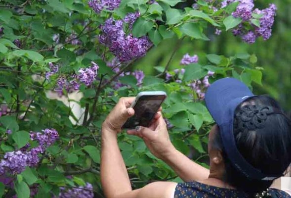 May 31, 2026 Lilac Festival Warkworth1016