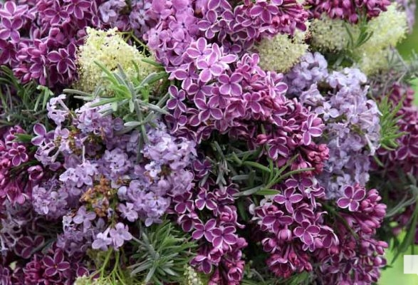 May 31, 2026 Lilac Festival Warkworth1017