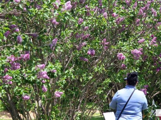 May 31, 2026 Lilac Festival Warkworth1018