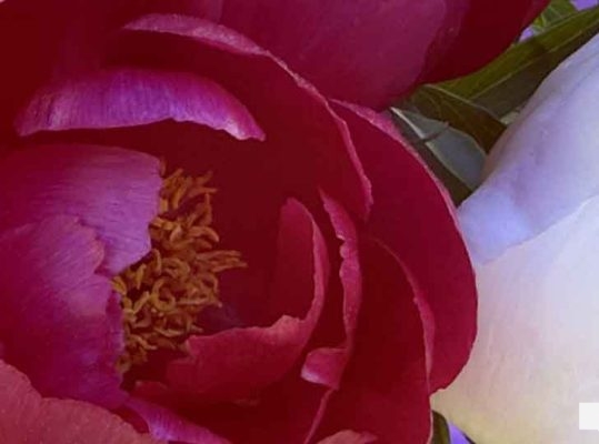 May 31, 2026 Lilac Festival Warkworth984