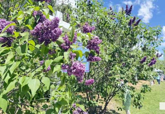 May 31, 2026 Lilac Festival Warkworth992.JPEG