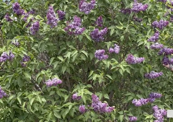 May 31, 2026 Lilac Festival Warkworth993.JPEG