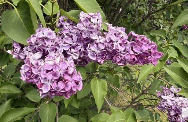 May 31, 2026 Lilac Festival Warkworth994.JPEG