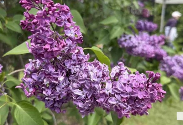 May 31, 2026 Lilac Festival Warkworth995.JPEG