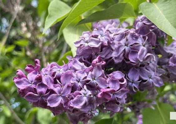 May 31, 2026 Lilac Festival Warkworth996.JPEG