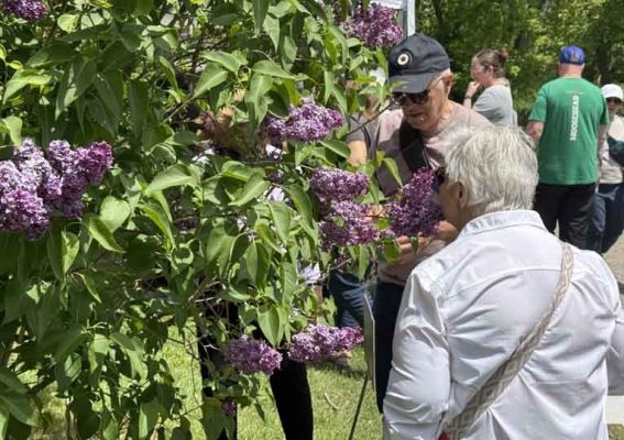 May 31, 2026 Lilac Festival Warkworth997.JPEG