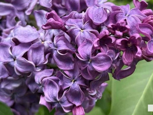 May 31, 2026 Lilac Festival Warkworth998.JPEG