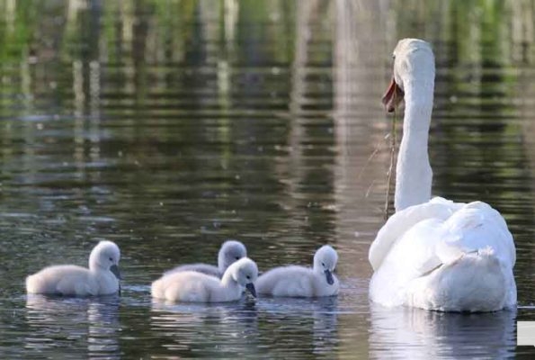 May 31, 2026 Nawautin beaver swans cygnets964
