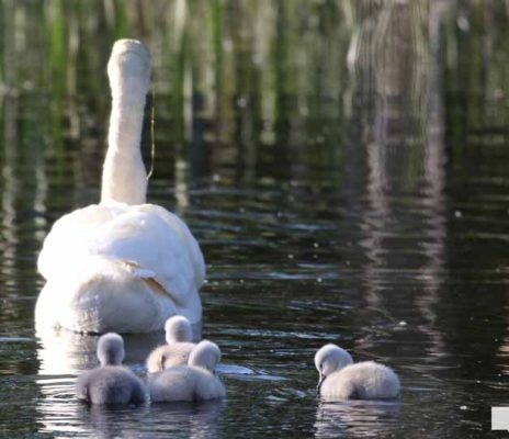 May 31, 2026 Nawautin beaver swans cygnets965