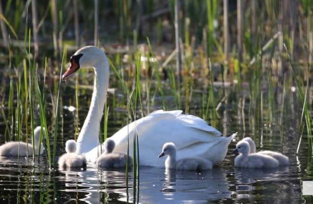 May 31, 2026 Nawautin beaver swans cygnets966
