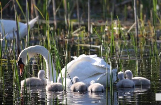 May 31, 2026 Nawautin beaver swans cygnets967