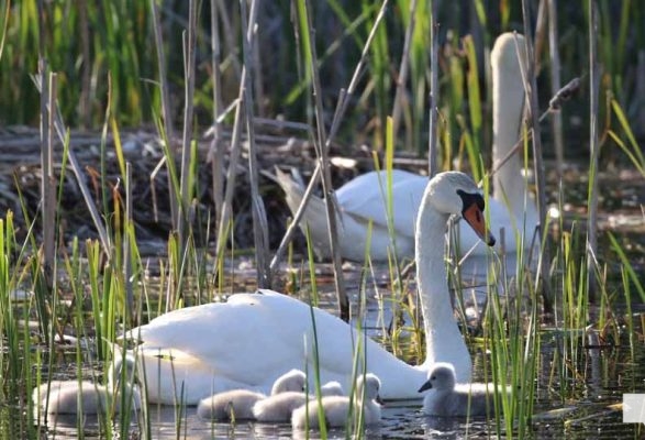 May 31, 2026 Nawautin beaver swans cygnets968
