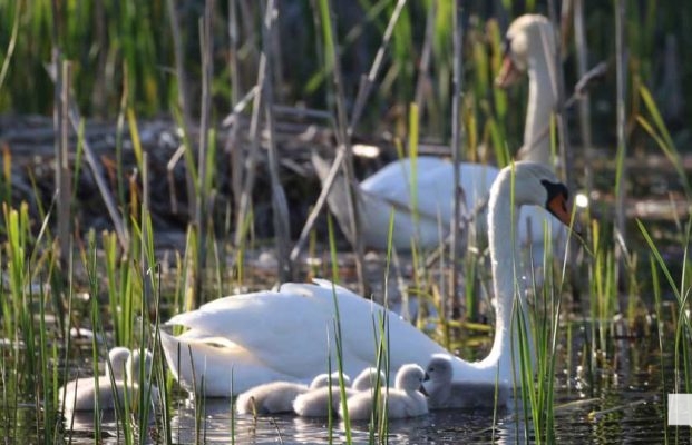 May 31, 2026 Nawautin beaver swans cygnets969