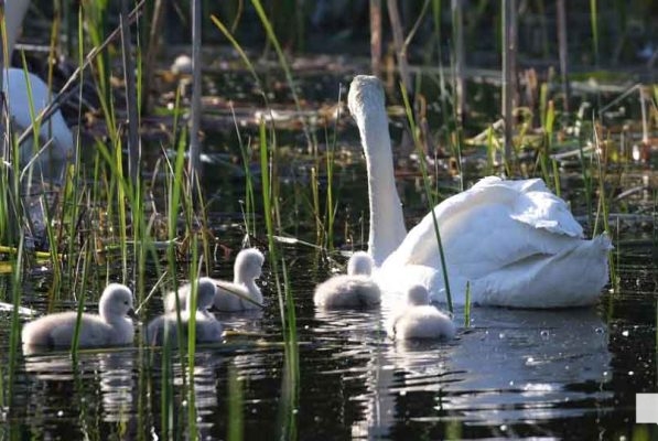 May 31, 2026 Nawautin beaver swans cygnets970