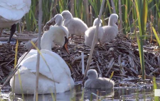 May 31, 2026 Nawautin beaver swans cygnets971