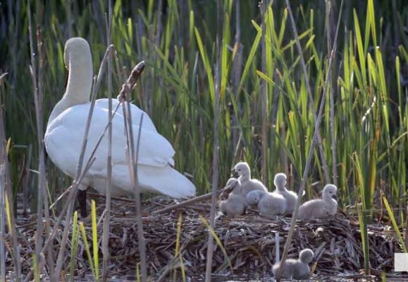 May 31, 2026 Nawautin beaver swans cygnets972