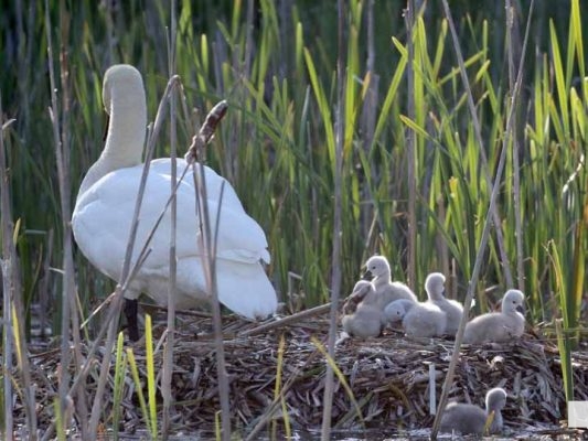 May 31, 2026 Nawautin beaver swans cygnets973
