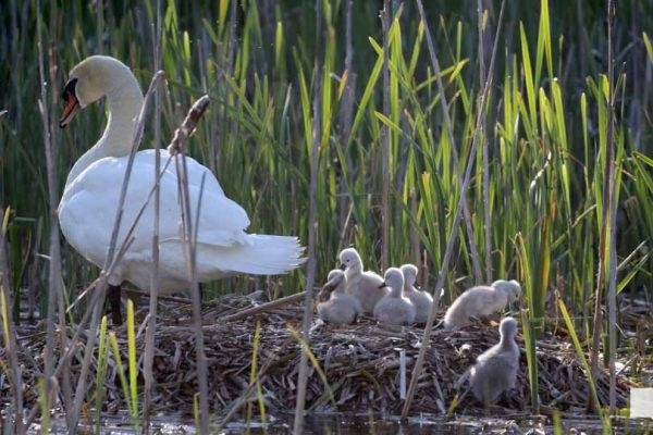 May 31, 2026 Nawautin beaver swans cygnets974