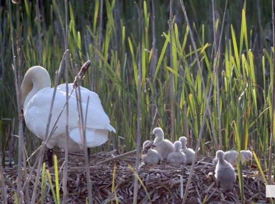 May 31, 2026 Nawautin beaver swans cygnets975