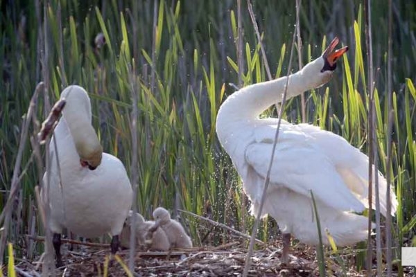 May 31, 2026 Nawautin beaver swans cygnets976