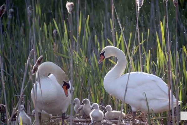 May 31, 2026 Nawautin beaver swans cygnets977