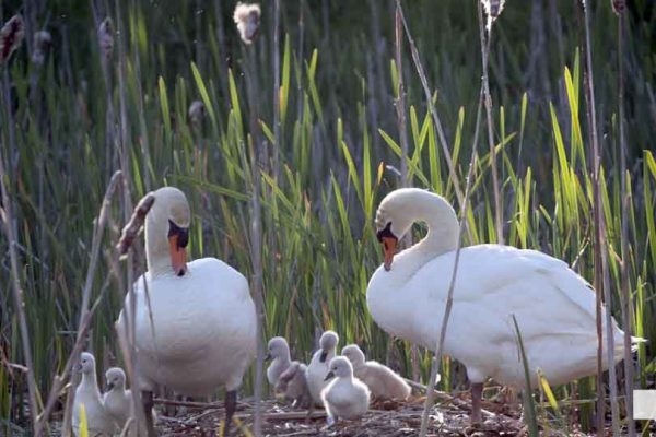May 31, 2026 Nawautin beaver swans cygnets978