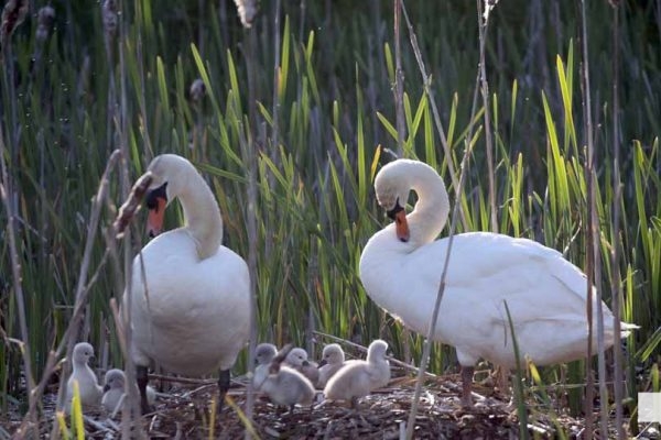 May 31, 2026 Nawautin beaver swans cygnets979