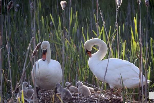 May 31, 2026 Nawautin beaver swans cygnets980