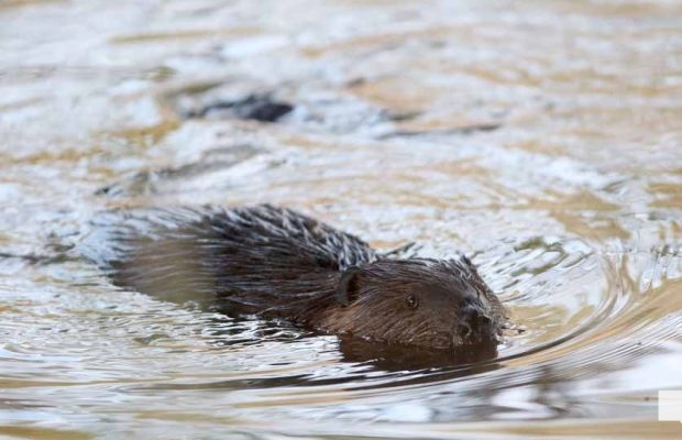 May 8, 2026 Nawautin Sanctuary Beaver 352