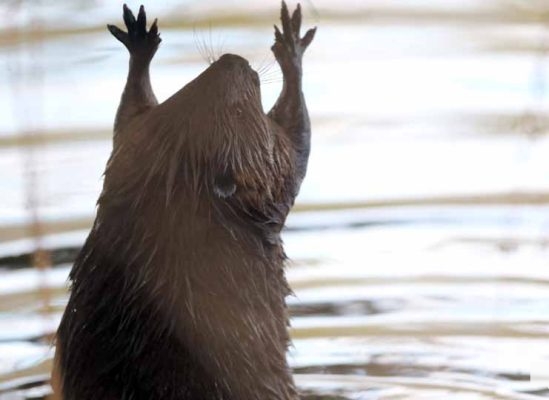 May 8, 2026 Nawautin Sanctuary Beaver 353