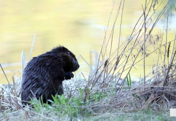 May 8, 2026 Nawautin Sanctuary Beaver 354