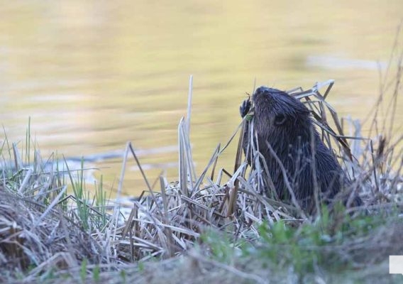 May 8, 2026 Nawautin Sanctuary Beaver 356