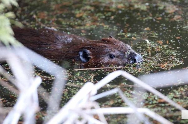 May 8, 2026 Nawautin Sanctuary Beaver 357