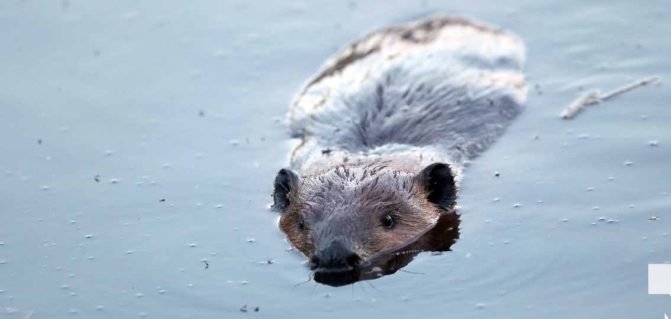May 8, 2026 Nawautin Sanctuary Beaver 358
