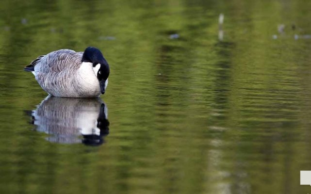 May 8, 2026 Nawautin Sanctuary Geese 332