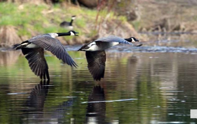 May 8, 2026 Nawautin Sanctuary Geese 334