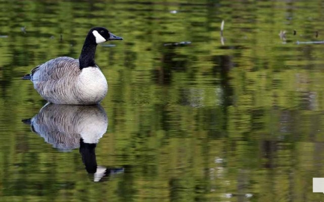 May 8, 2026 Nawautin Sanctuary Geese 335
