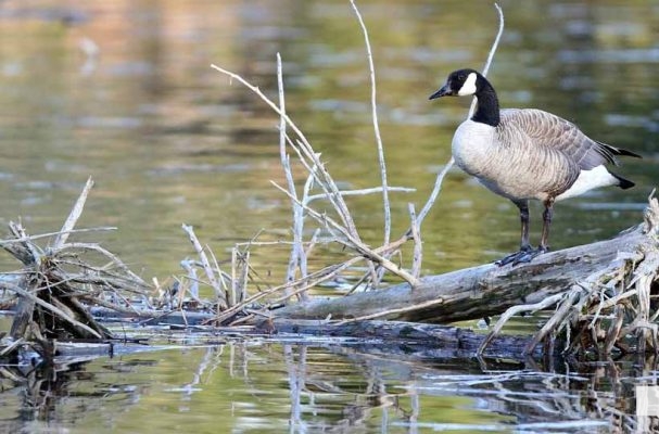 May 8, 2026 Nawautin Sanctuary Geese 337