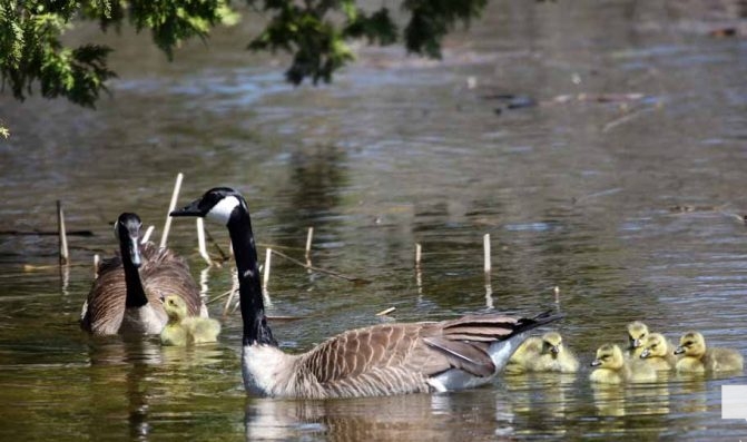 May 8, 2026 Nawautin Sanctuary Geese 338