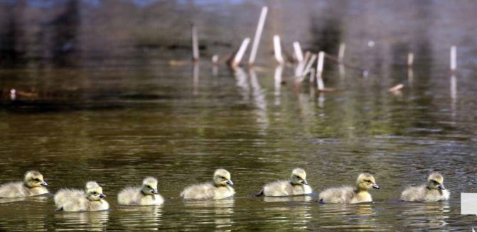 May 8, 2026 Nawautin Sanctuary Geese 339