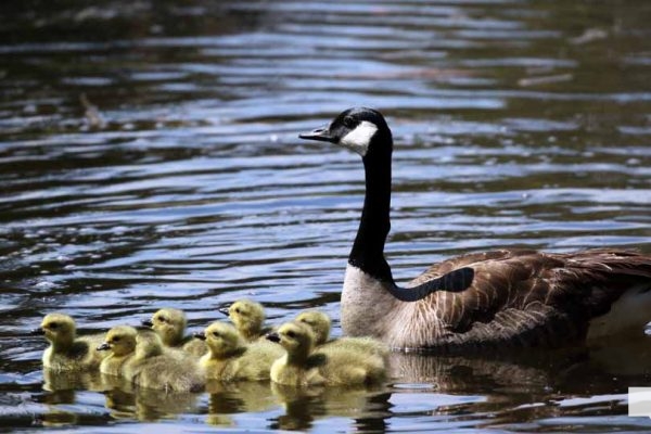 May 8, 2026 Nawautin Sanctuary Geese 340