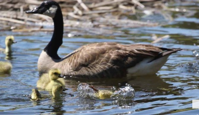 May 8, 2026 Nawautin Sanctuary Geese 341