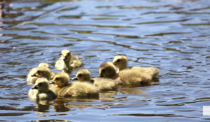 May 8, 2026 Nawautin Sanctuary Geese 342