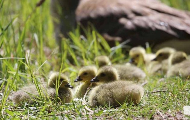 May 8, 2026 Nawautin Sanctuary Geese 343