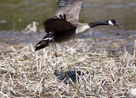 May 8, 2026 Nawautin Sanctuary Geese 344
