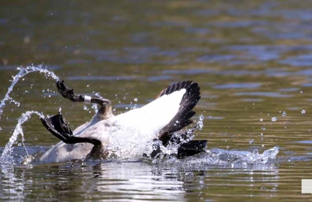 May 8, 2026 Nawautin Sanctuary Geese 345